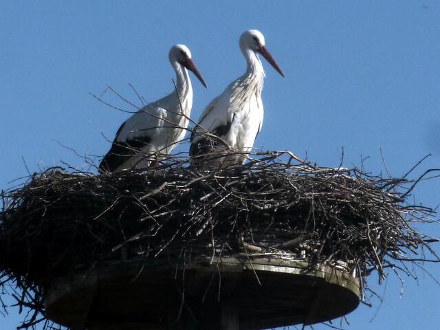 Das sind Poldi und Koldi.
Jürgen Körber unser Storchenvater hat sie so getauft.