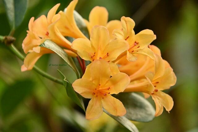 Bremen entdecken (Foto: Katja Woidtke)

Quer durch Asiens Flora in der botanika | Foto: Katja Woidtke