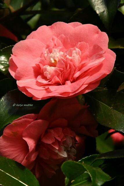 Bremen entdecken (Foto: Katja Woidtke)

Quer durch Asiens Flora in der botanika - Kamelie | Foto: Katja Woidtke
