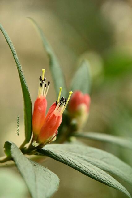Bremen entdecken (Foto: Katja Woidtke)

Quer durch Asiens Flora in der botanika - Rhododendron spinuliferum | Foto: Katja Woidtke