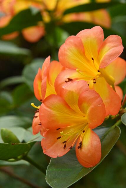 Bremen entdecken (Foto: Katja Woidtke)

Quer durch Asiens Flora in der botanika | Foto: Katja Woidtke