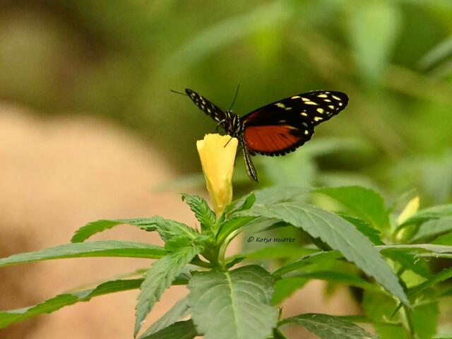 Bremen entdecken (Foto: Katja Woidtke)

Quer durch Asiens Flora in der botanika - Goldener Hekale (Heliconius hecale) | Foto: Katja Woidtke