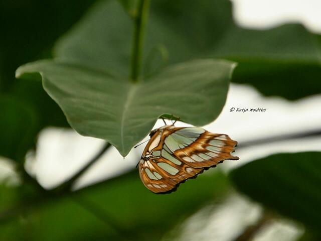 Bremen entdecken (Foto: Katja Woidtke)

Quer durch Asiens Flora in der botanika - Malachitfalter im Tropenhaus | Foto: Katja Woidtke