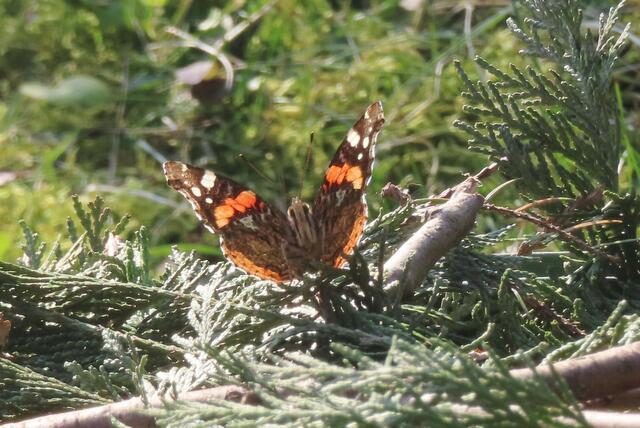 Ausschnitt aus dem Original-Foto. | Foto: M.A.