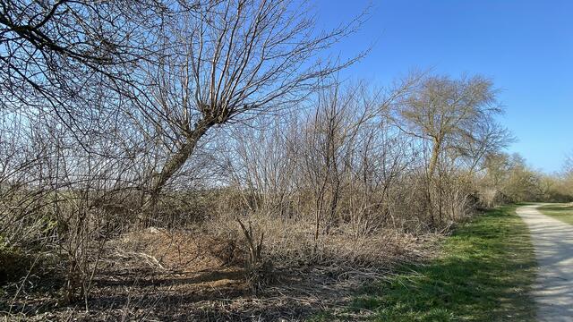 In der Feldhecke wird das liegengebliebene Schnittholz von mehreren Tierarten als Lebensraum genutzt. Foto: Helmut Kuzina