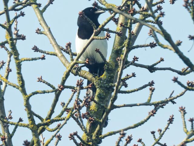 Elster auf dem hohen Kirschbaum, fotografiert aus 15 m Entfernung!
