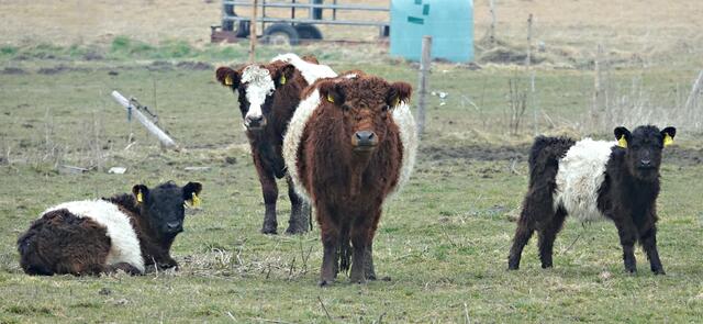 Die knuffigen "Belties" auf der Weide in Gessertshausen