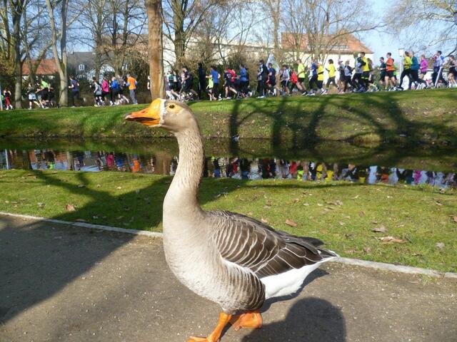 Die Gans scheint beeindruckt von den Langlaufsportlern.
