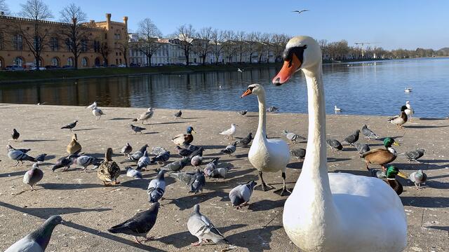 Auf der Stufenterrasse am Südufer des Pfaffenteichs. Foto: Helmut Kuzina