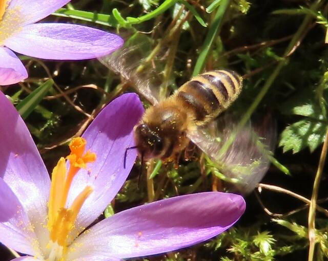 Ausschnitt aus dem Original-Foto (nächstes Bild). | Foto: M. A.