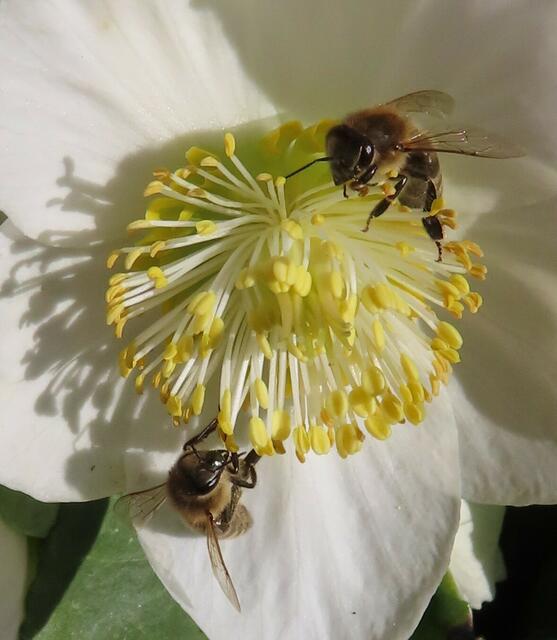 Ausschnitt aus dem Original-Foto. | Foto: M. A.