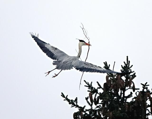 Der mühsame Transport von Baumaterial ist derzeit angesagt