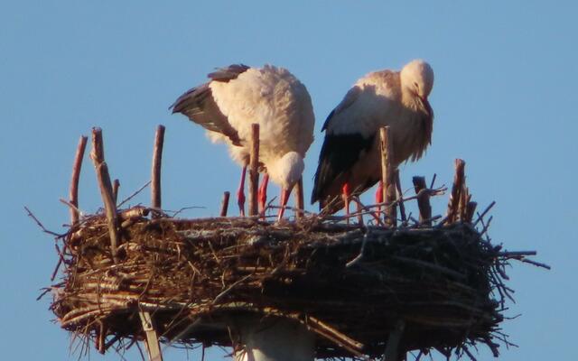 Ausschnitt aus dem Original-Foto. | Foto: M. A.