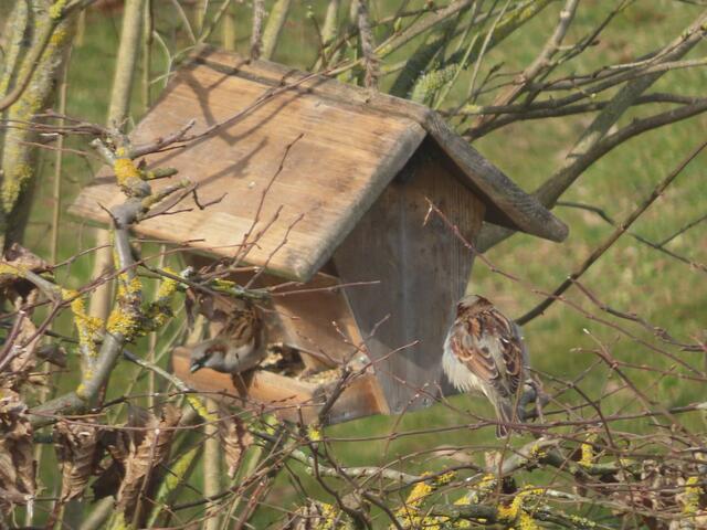 Ausschnittt aus dem Original-Foto. | Foto: M. A.