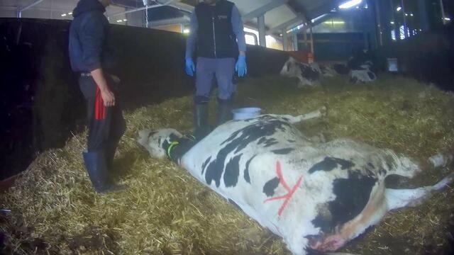 Foto: Friedrich Mülln, SOKO Tierschutz