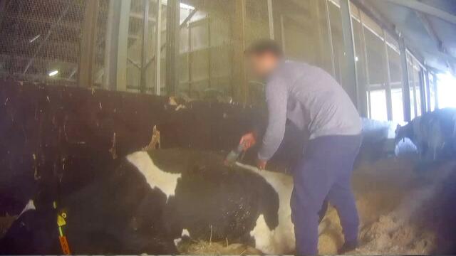 Mitarbeiter lassen ihren eigenen Frust und Hilflosigkeit an den Tieren aus | Foto: Friedrich Mülln, SOKO Tierschutz