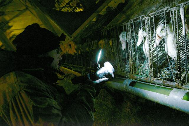 Die Bilder aus der Stopfleberfarm sind schwer zu ertragen | Foto: Friedrich Mülln, SOKO Tierschutz