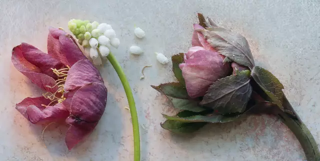 'Rote Lenzrosen' (Helleborus orientalis) mit 'Traubenhyazinthe' (Muscari "White Magic")