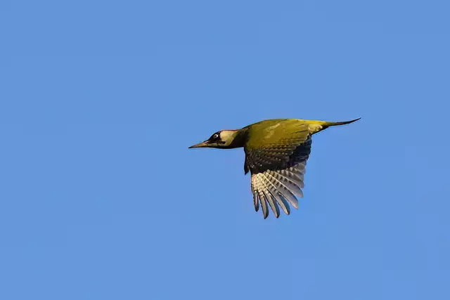 Foto: Copyright Andreas Schäfer