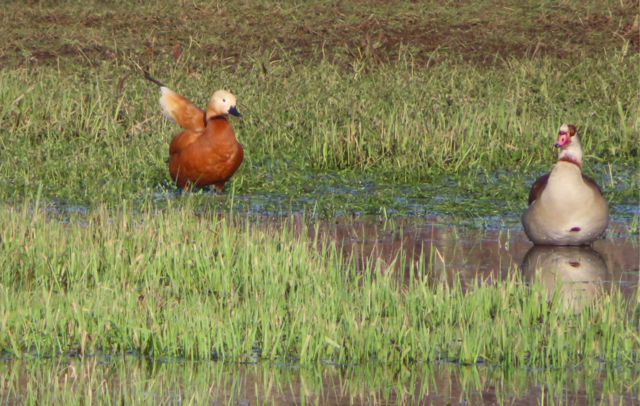Rostgans: "Guck mal, was da ist!!"
Die Nilgans interessiert aber nicht, was auch immer die Rostgans ihr zeigen will. | Foto: M. A.