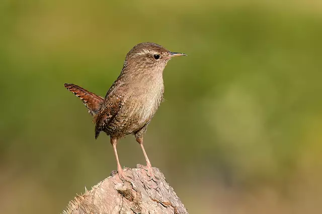 Foto: Copyright Andreas Schäfer