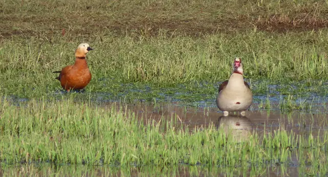 Die Rostgans ist verwirrt, weil die Nilgans so desinteressiert ist. | Foto: M. A.