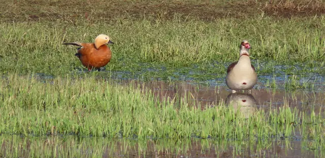 Rostgans: "Jetzt guck doch mal! Da ist es schon wieder!!"
Nee, die Nilgans interessiert es immer noch nicht, was die Rostgans ihr zeigen will. | Foto: M. A.