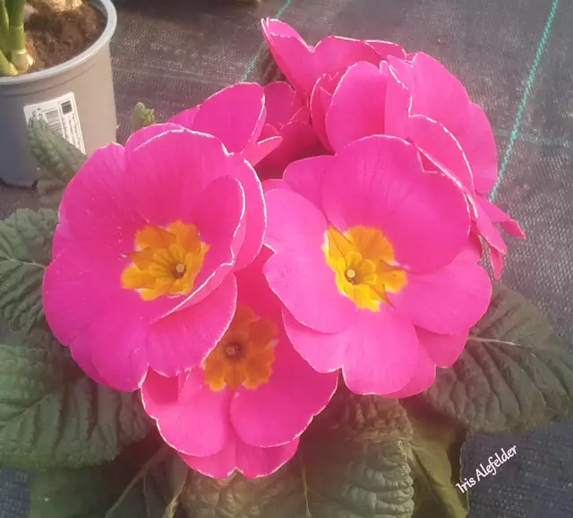 Foto: Iris Alefelder