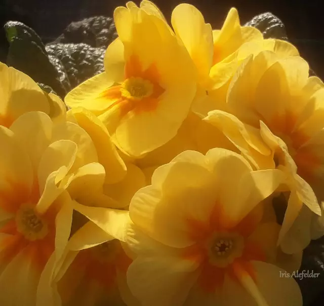 Foto: Iris Alefelder