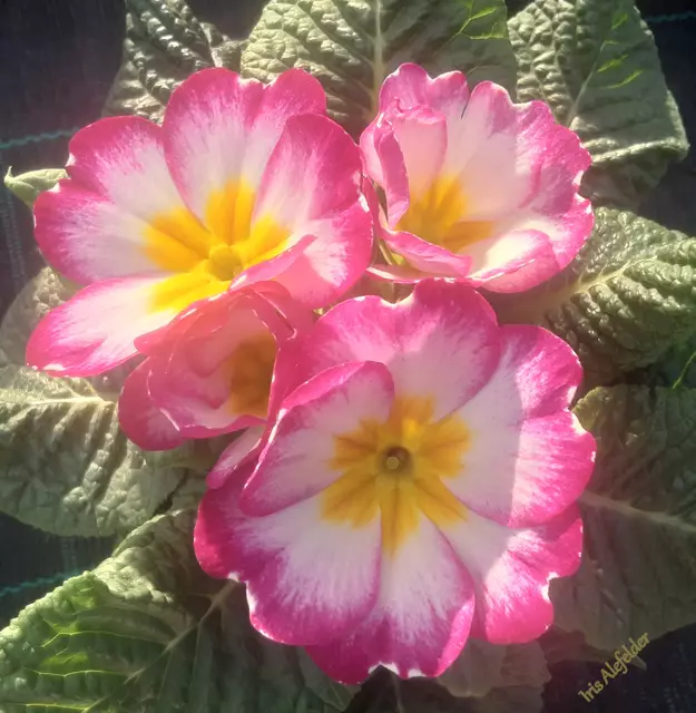 Foto: Iris Alefelder