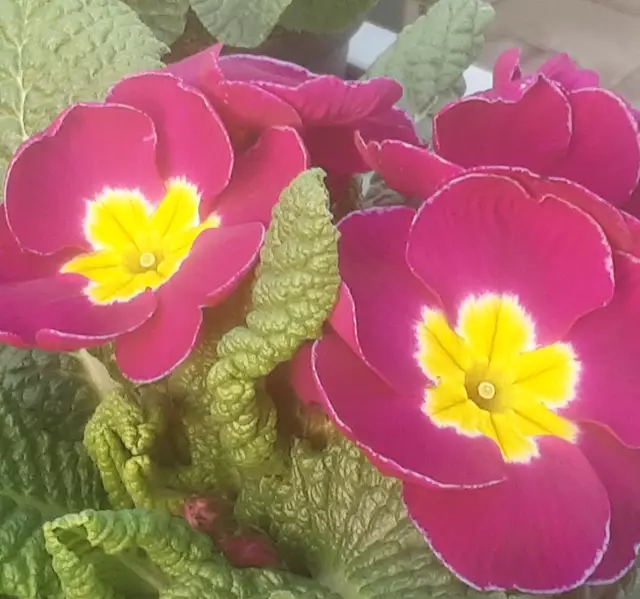 Foto: Iris Alefelder