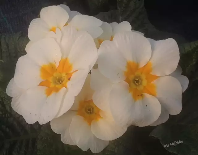 Foto: Iris Alefelder