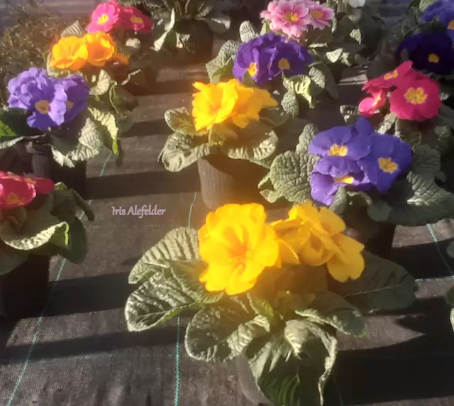 Foto: Iris Alefelder