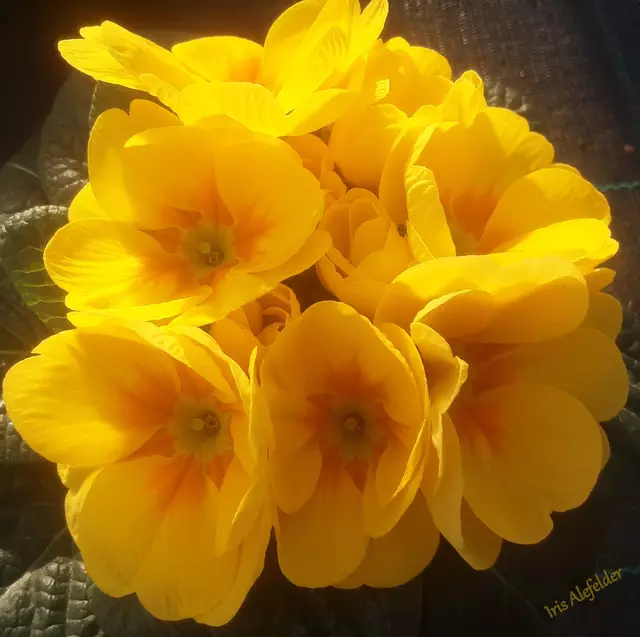 Foto: Iris Alefelder