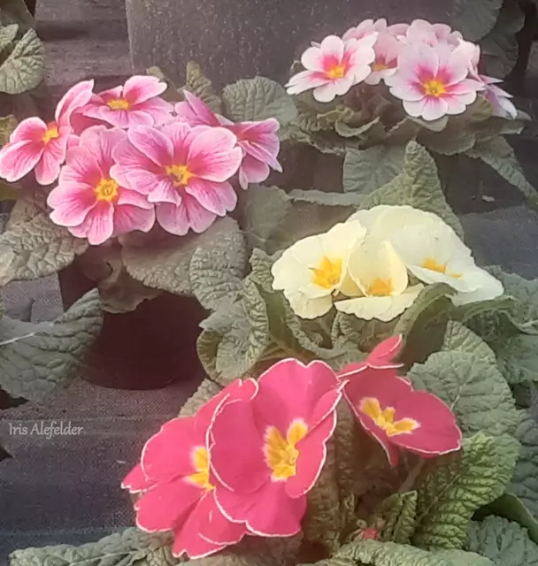 Foto: Iris Alefelder