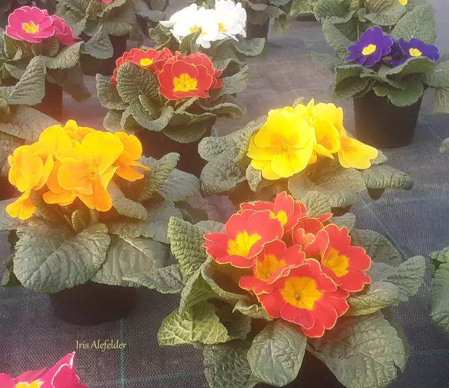 Foto: Iris Alefelder