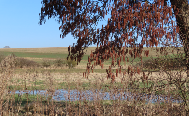 So sieht es aus, wenn einige der Wiesen in der Nähe des Storchennestes unter Wasser stehen. Dann tummeln sich dort meistens einige Stockenten-Paare. | Foto: M. A.