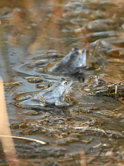 Der Moorfrosch ist Lurch des Jahres 2025 (Foto: Katja Woidtke)

Während der Paarungszeit färben sich die männlichen Frösche bläulich | Foto: Katja Woidtke