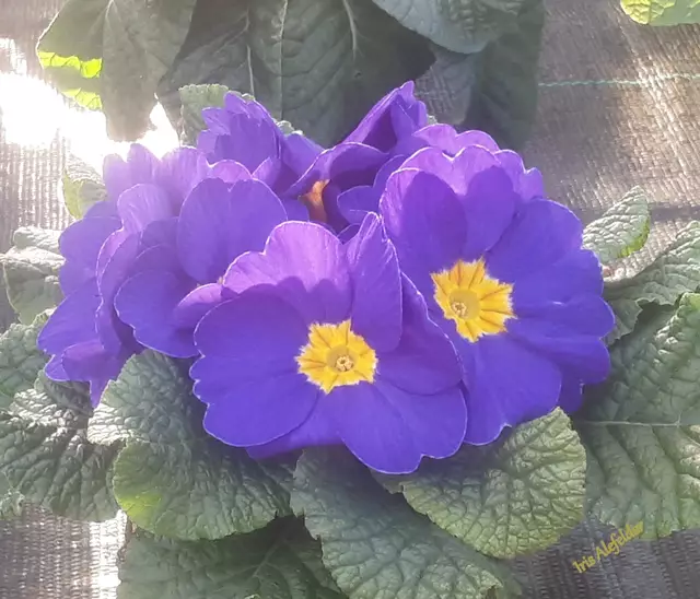 Foto: Iris Alefelder