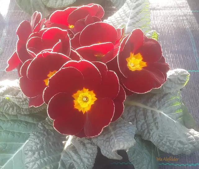 Foto: Iris Alefelder