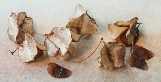 Samenstand der 'Yamswurzel' (Dioscorea villosa)
Übrigens: 'Yams' enthält neben seinen Phytohormonen auch sogenannte Anti-Aging-Wirkstoffe, die das Altern verlangsamen sollen.
- Der Gattungsname Dioscorea ehrt den griechischen Arzt Pedanios Dioscurides.

