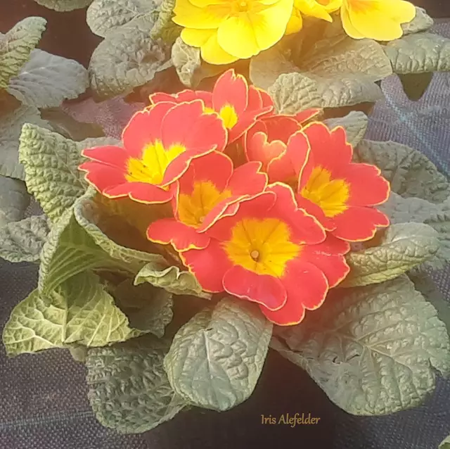 Foto: Iris Alefelder