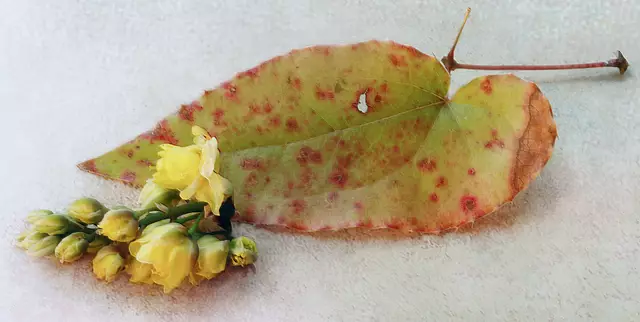 Die 'Elfenblume' (Epimedium) wurde aufgrund ihrer Schönheit und Robustheit im Jahre 2014 zur Staude des Jahres gekürt