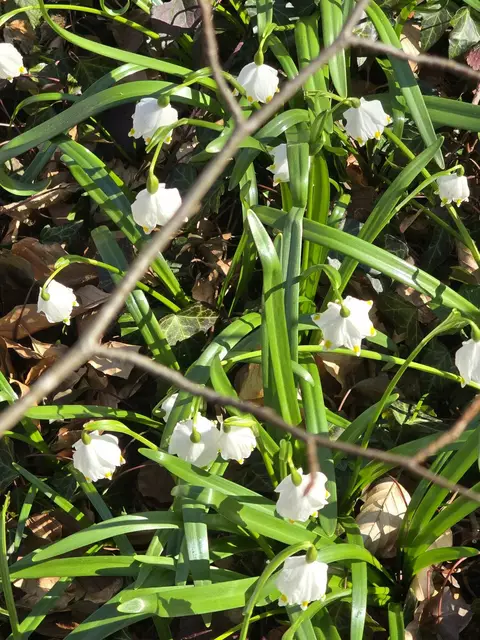 Lateinischer Name: leucojum vernum | Foto: Copyright TSV-Egestorf e.V.