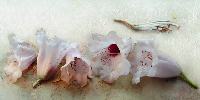 Übrigens: 
Der Name "Rhododendron" leitet sich aus den griechischen Wörtern für Rose (rhodos) und Baum (dendron) ab.