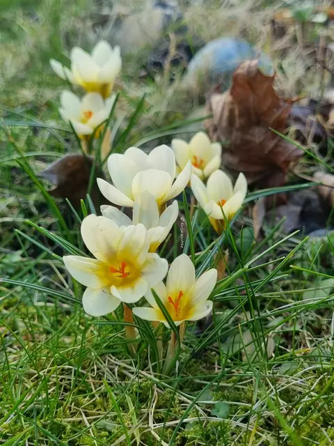Garten im Jahreslauf (Foto: Katja Woidtke)

Krokusblüte auf der wilden Wiese | Foto: Katja Woidtke