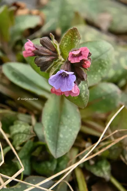 Garten im Jahreslauf (Foto: Katja Woidtke)

Lungenkraut (Pulmonaria officinalis) | Foto: Katja Woidtke