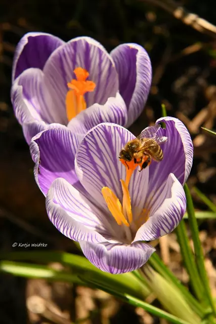 Garten im Jahreslauf (Foto: Katja Woidtke)

Krokusblüte auf der wilden Wiese | Foto: Katja Woidtke