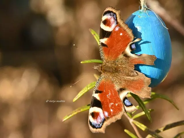 Garten im Jahreslauf (Foto: Katja Woidtke)

Tagpfauenauge (Aglais io) | Foto: Katja Woidtke