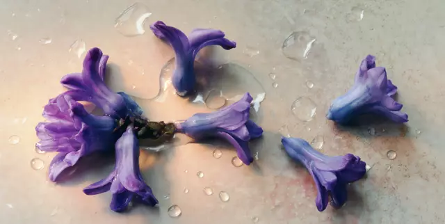 Die 'Hyazinthe' (Hyacinthus) - Symbol für Hoffnung und Neubeginn 